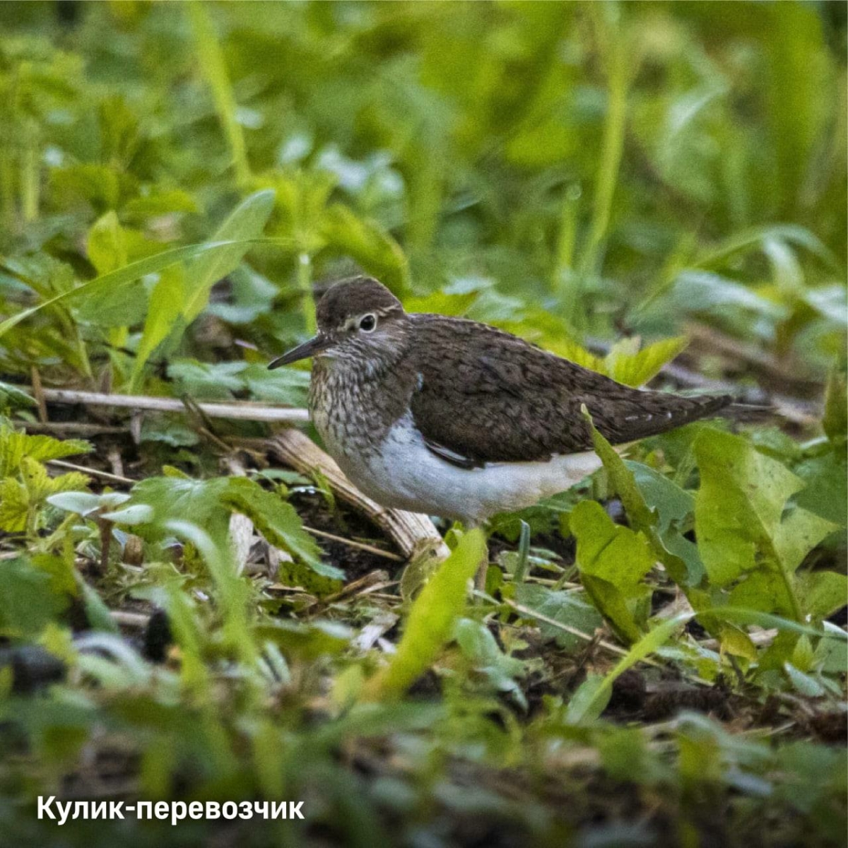 редкие птицы в москве