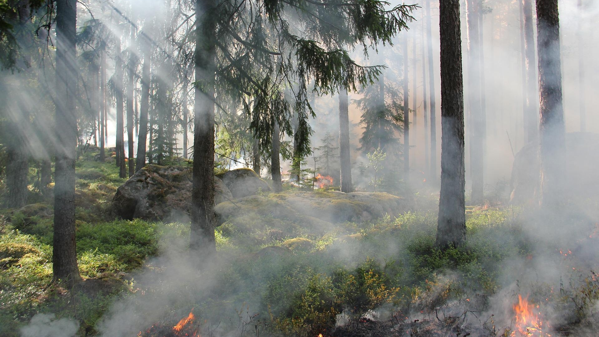 Лесные пожары начали движение в сторону Подмосковья