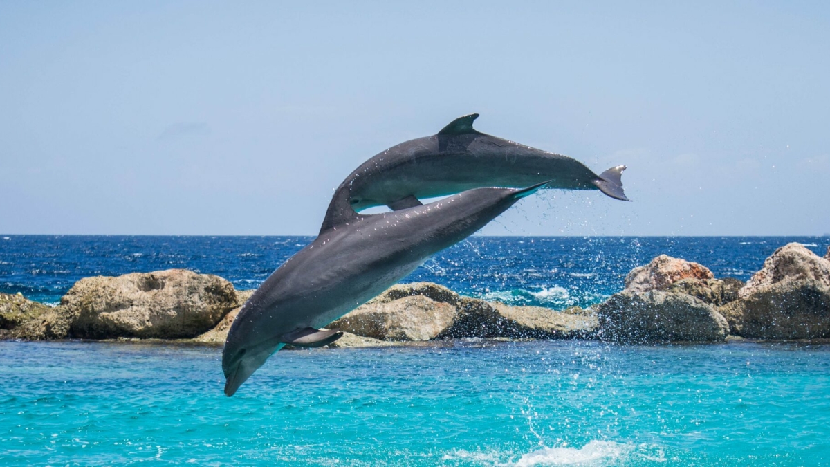 В Севастополе найдены трупы дельфинов