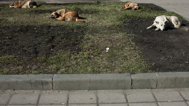 Под Татарстаном мужчина зарезал бездомную собаку и протащил ее труп по всему подъезду
