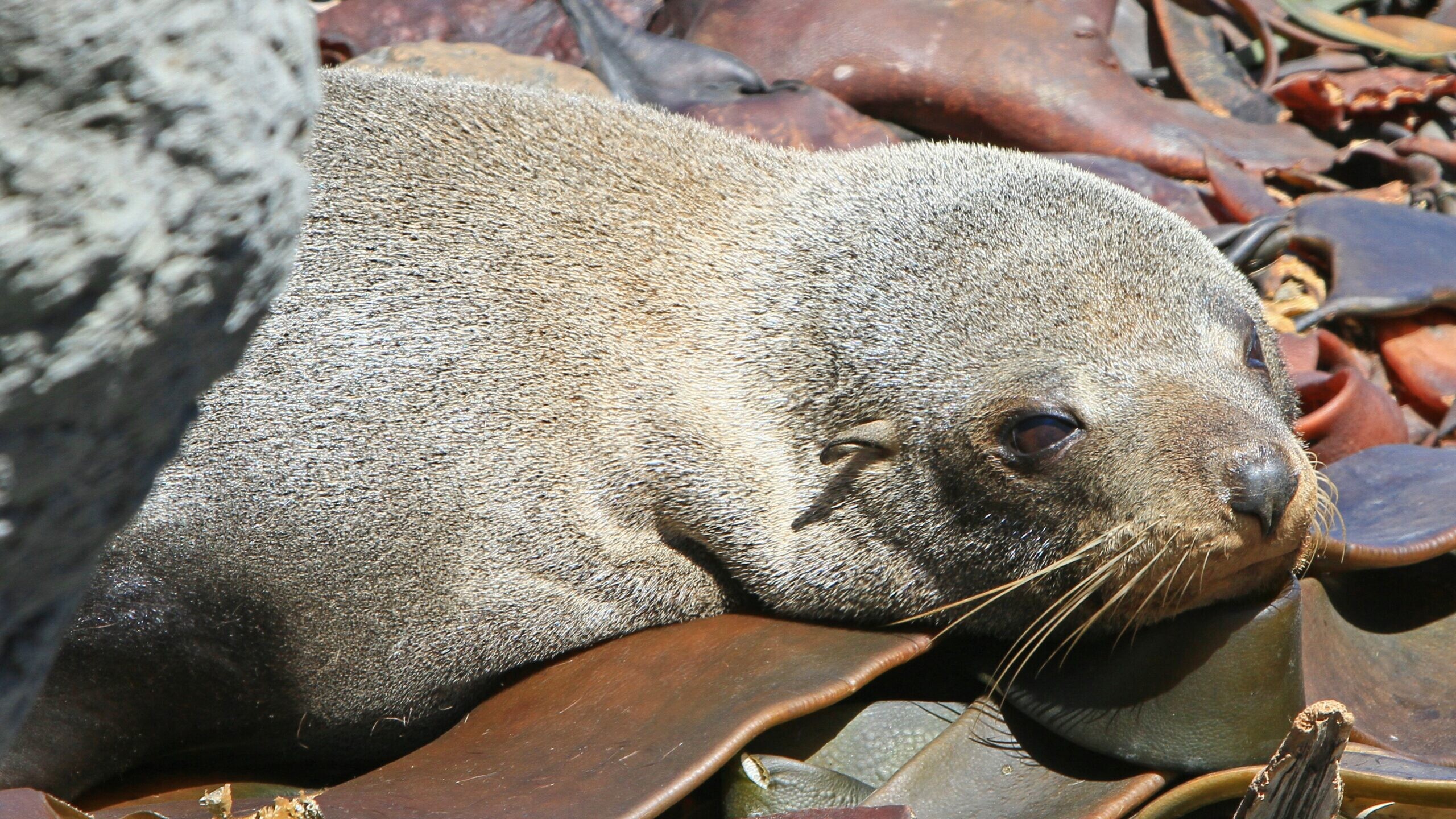 Причиной гибели тюленей в Дагестане мог стать метан