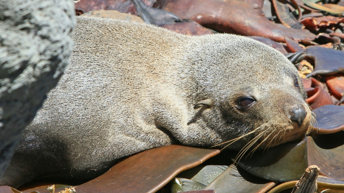 Причиной гибели тюленей в Дагестане мог стать метан