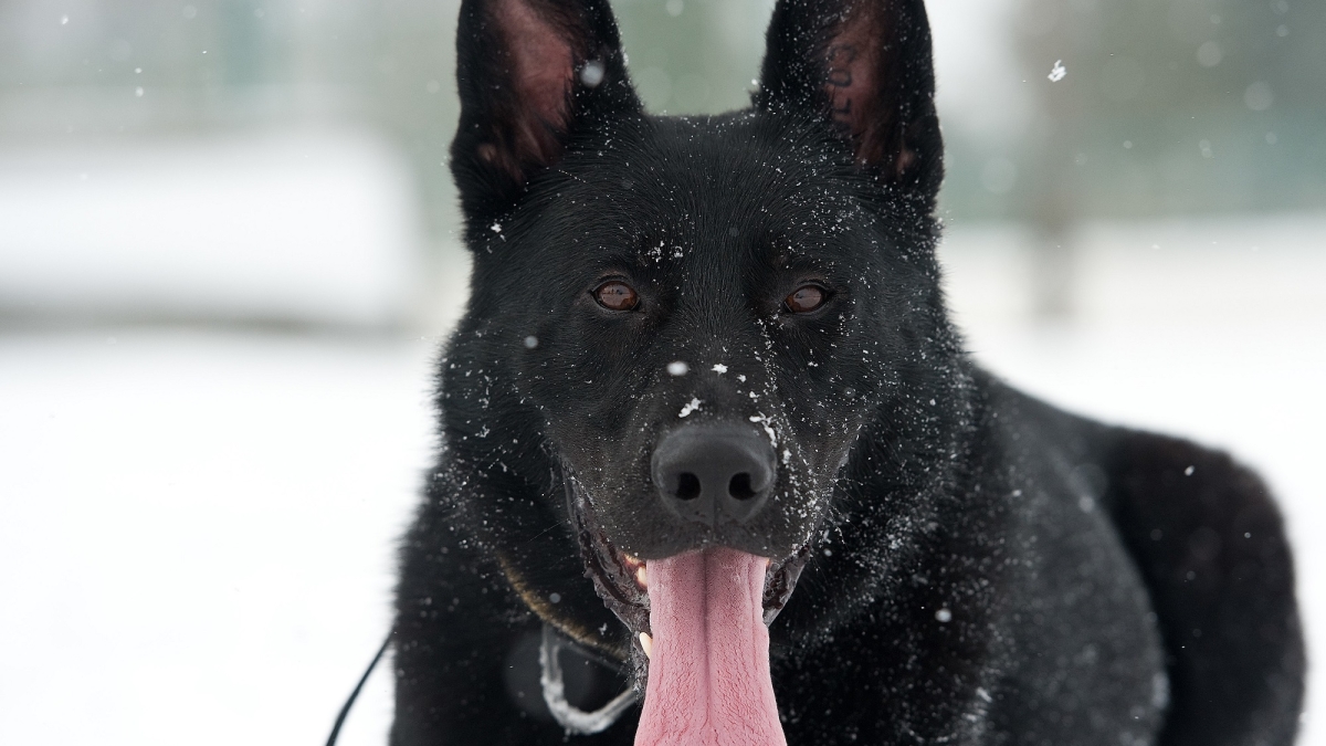 Собака спасла хозяина от смерти в Якутии