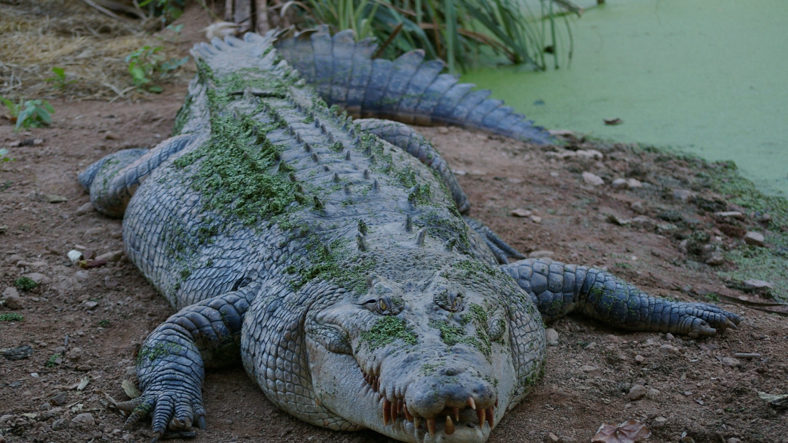 Храбрый юноша в Африке вступил в бой с крокодилом ради спасения сестры