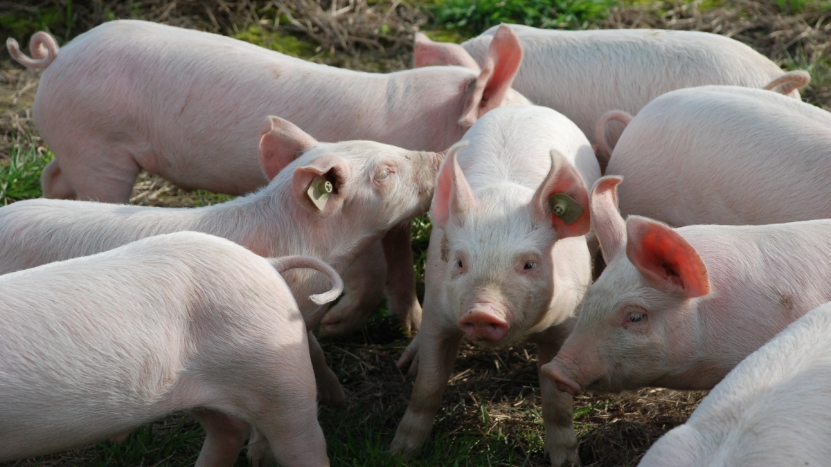 В Марий Эл из-за неисправности вентиляции погибли около полутора тысяч свиней