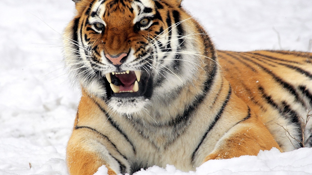 Жителя Хабаровского края загрыз на охоте тигр