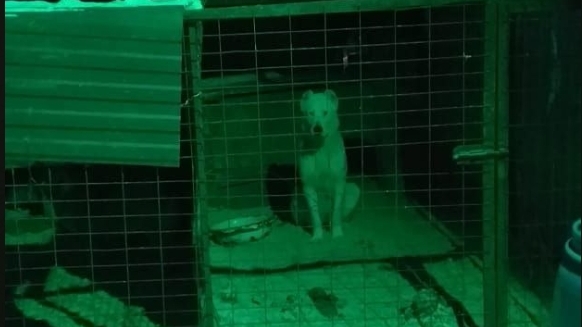 В частном приюте Саратовской области нашли более 80-ти трупов собак и кошек